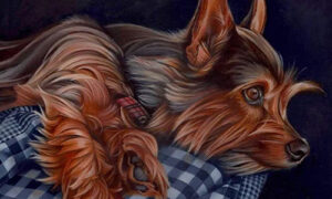 Dogs, Todd Zalewski
