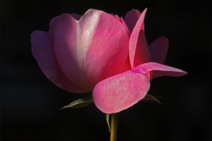 Catching Light: The Illumination and Essence of the Bloom,  Amy Montague Friend
