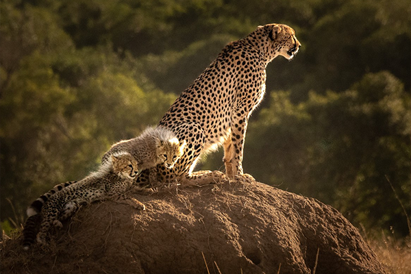 The Magic of Wildlife, Dr. Mary Baures