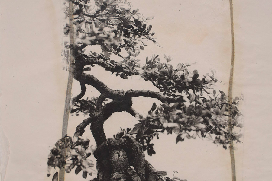 The Handmade Photograph, Patricia Scialo