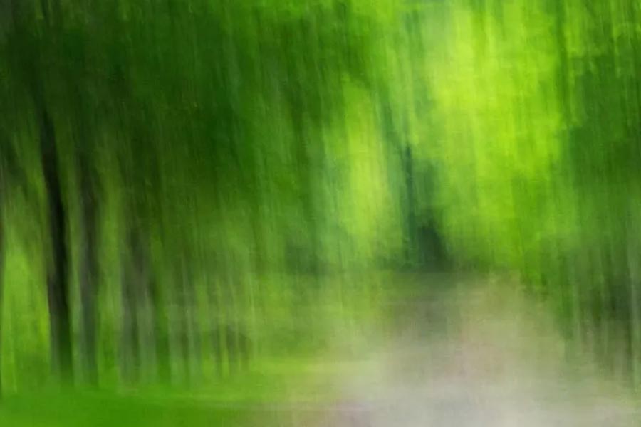 Trees Throughout the Seasons: An Impressionistic View, Donna Parker