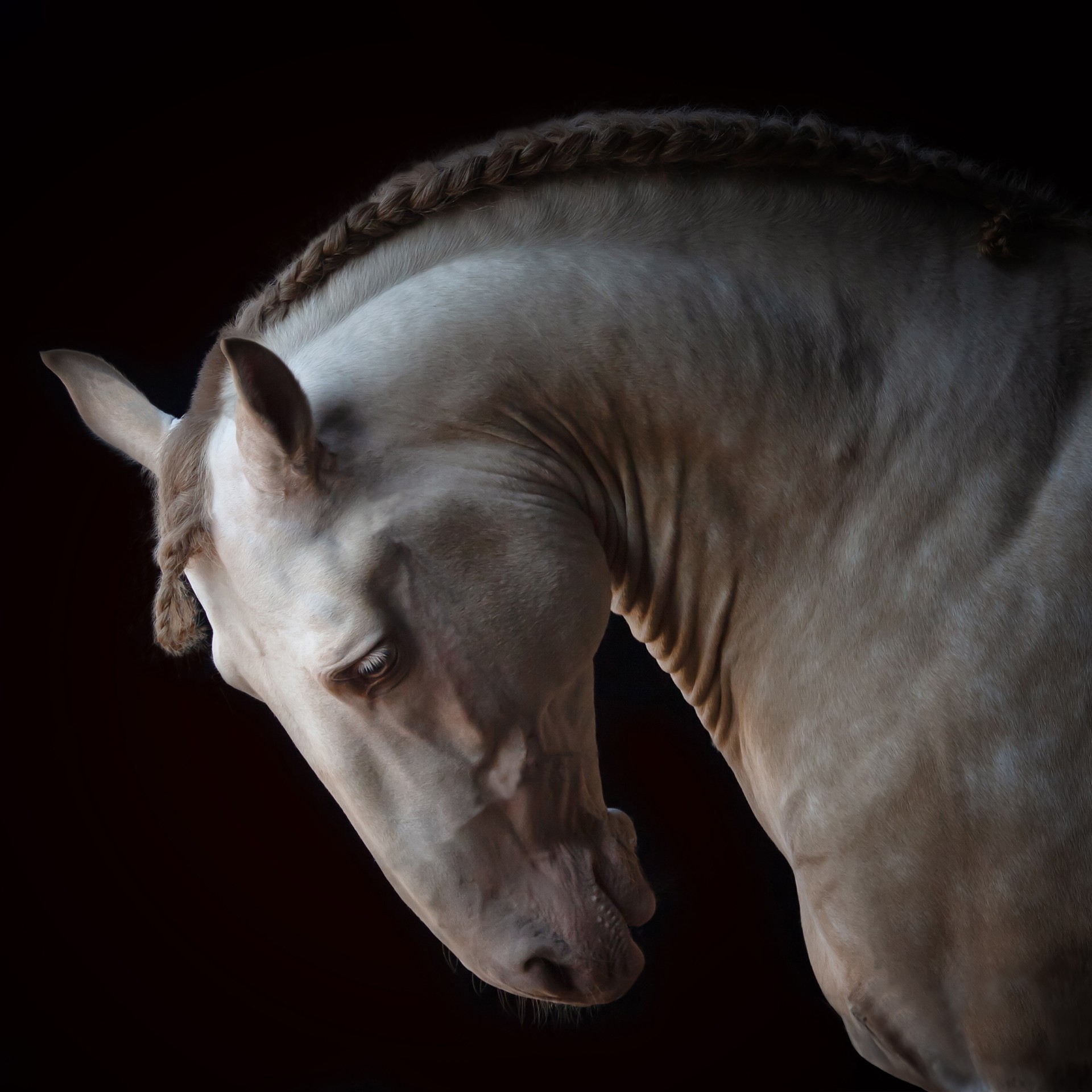 The Year of the Horse 2026 - Susan Irene Correia